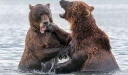 俄罗斯棕熊爆料视频,野外生存与生态平衡的震撼纪实